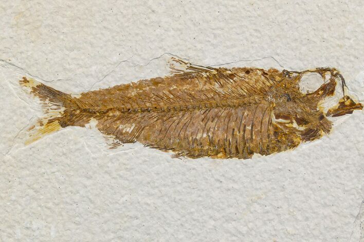 Detailed Fossil Fish (Knightia) - Wyoming #174702